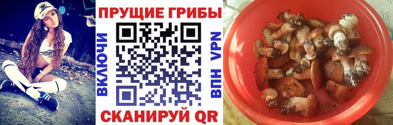 Псилоцибиновые грибы Psilocybe Ачхой-Мартан
